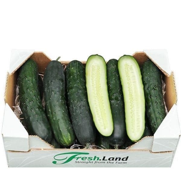 Øko Fransk Agurk  🇪🇸