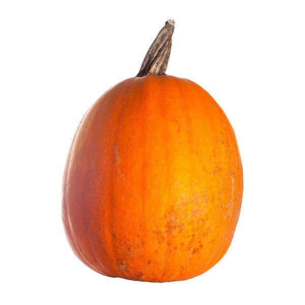 Øko Halloween Græskar 🇩🇰 — Fresh.Land
